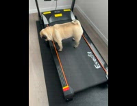 Dog Walks as Treadmill Gets Close to Edge