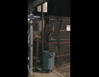 Baby raccoon crawls up and down corner of gate with black tarp