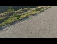 Round black bug humps other bug street