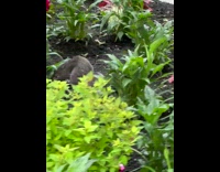 Squirrel crawls between bushes 