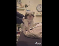 Collab DogIG - Dancing Dog Music