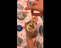 Hedgehog wears teletubbies headband