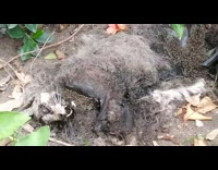 Maggot insect bugs eat dead raccoon 