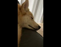 Lady Records Asleep Dog then Switches Camera