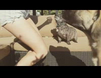 Fruit snack challenge two dogs girl success 