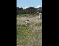 Dog run towards woman grass owner shout 