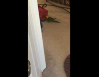 Bird bites bag when person zips it up 