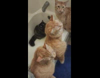 Group of cats want bathtub water 