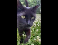 Collab DailyDoseOfInternet - Black cat walk over white flower bed