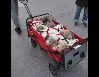 Person pulls red wagon with six puppies