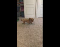 Dog plays with yellow ping pong ball