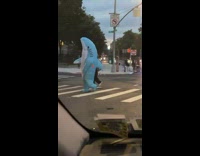 Person in inflatable shark costume cross street