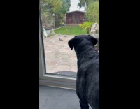 Dog watching birds and squirrel at backyard