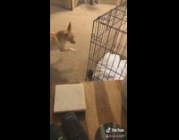 Small brown dog plays red green ball 