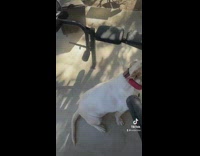 Dirt blown off dog with leaf blower 