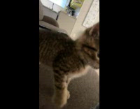 Annoying kitten bites owners hand 