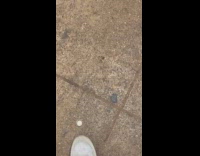 Man shows nickel coin glued to the ground