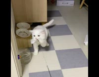 Cat bites and pulls on stick toy 