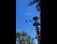 Gibbons swinging on zipline ropes