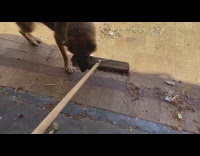 German Shepherd dog hates bite broom stick