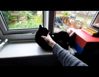 Cat falls from window ledge
