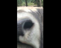 Filmer show zebra then yak sneaks up