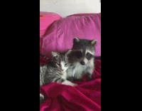 Pet raccoon plays with pet kitten on the bed