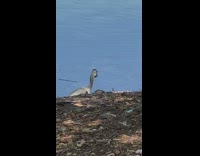 Bird swallows smaller bird by lake