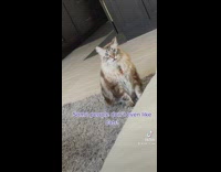 Orange cat meows about social media 