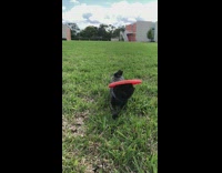 black dog red frisbee running on grass