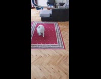 White dog spin around on carpet zoomies