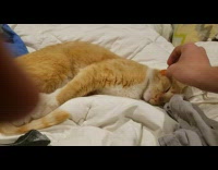Collab DailyDoseOfInternet - Filmer stacks jellybeans on cats head in the bed