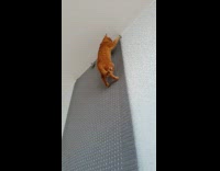 Cat Climbs Wall Mat and Gets Toy