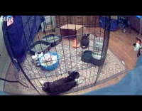 Rabbit inside the cage plays with bowl