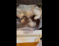 Guy rub belly cat sleep in cabinet