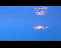Turtle swims and approaches the camera underwater