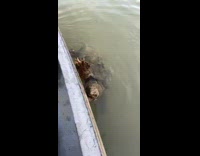Collab BitchMP - Big turtle swims up to guys fishing boat 