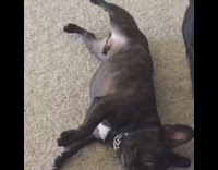 Brown french bulldog dog legs spread out  