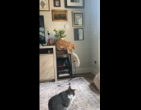 Cat making noise tapping on lamp