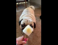Collab PLC - Pug dog lick frozen banana  on stick