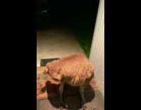 Wild Kangaroo shows up outside the door of filmer