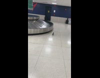 Pigeon walks inside airport next to luggage conveyor belt baggage carousel 