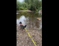 Dogs playing on creek while on walk