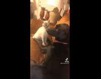 Collab BitchMP - Cat and dog trying to fight sitting on couch 
