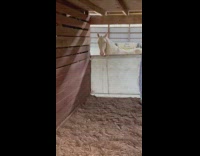 Collab BitchMP - Excited white horse wants big ball