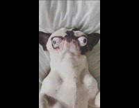 white dog with eyeballs in mouth laying down 