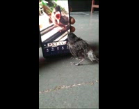 Baby bird reacts to a video of itself 