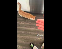 Collab BitchMP - Man gets cheered up by cat 