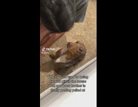 Girl yelling at dog as other dog watches on bed