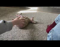 Pet sphynx cat with a sweater lie down on the ground